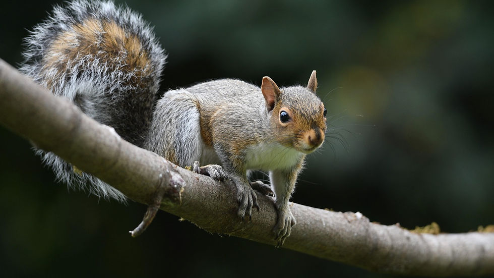 a grey squirrel on a branch