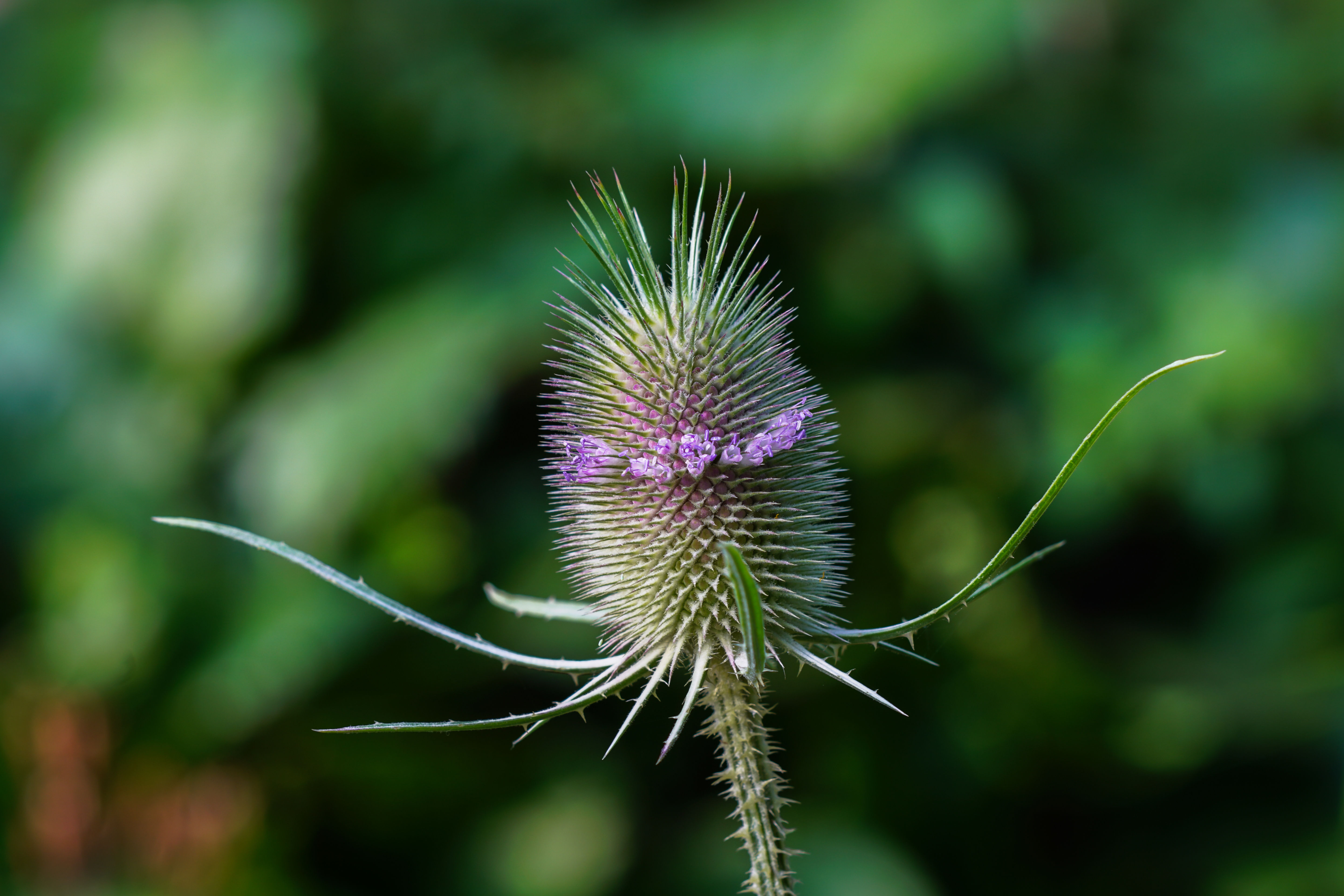 Dipsacus fullonum (grote kaardebol)