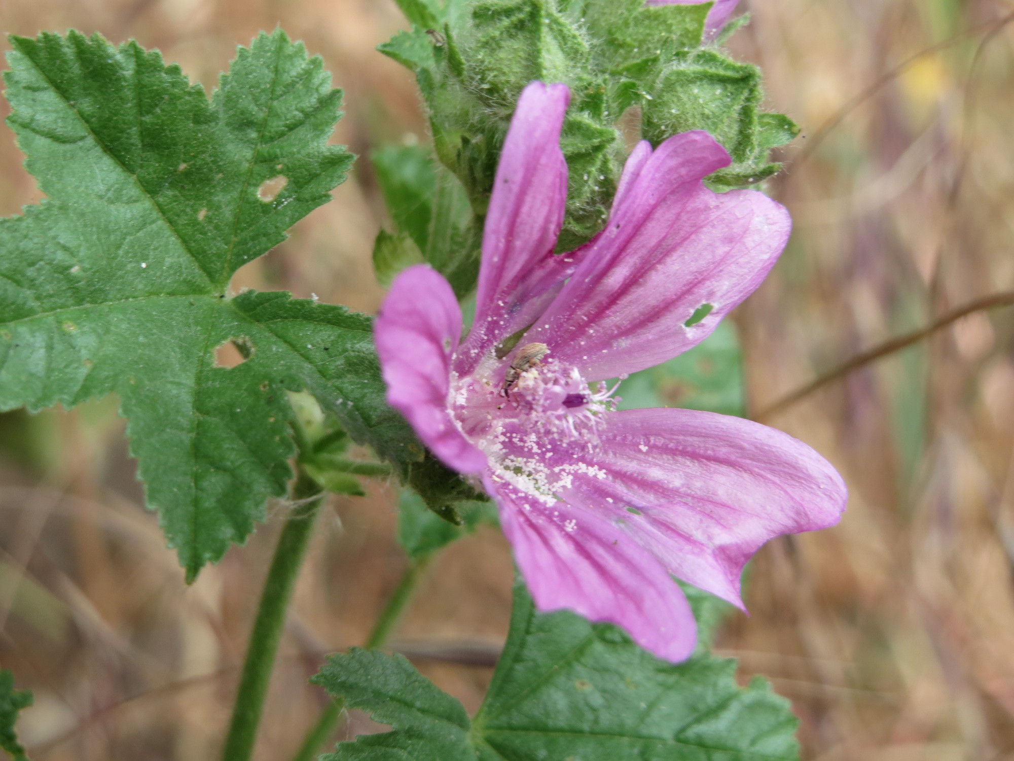 Malva sylvestris (groot kaasjeskruid)