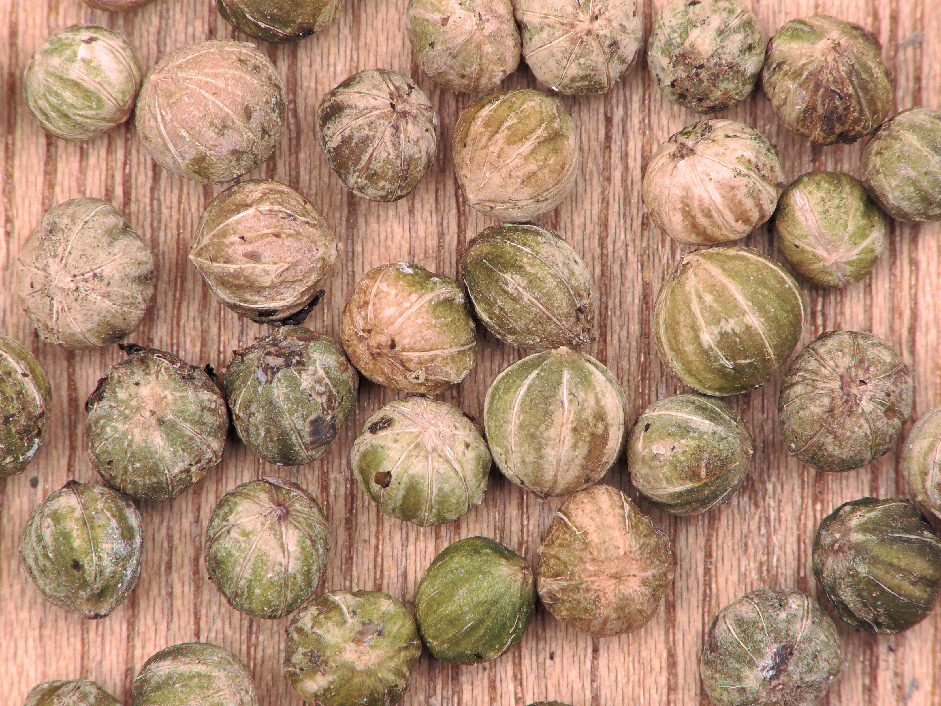 Cornus sanguinea (rode kornoelje)