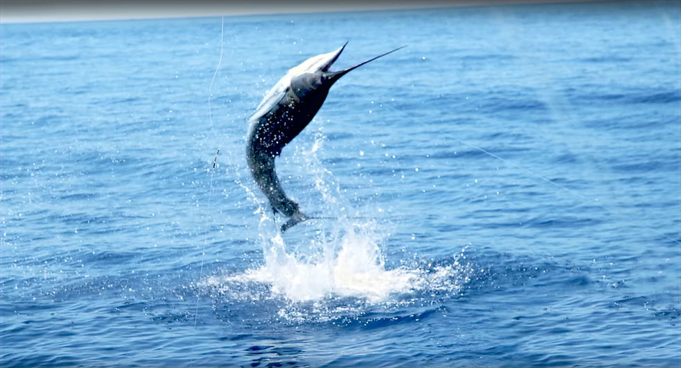 Blue-Marlin-1_edited.jpg