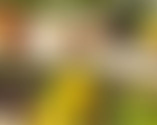 FORUM AGRONETWORK: IL MADE IN ITALY SI CONFERMA UN DRIVER DI FIDUCIA ALIMENTARE