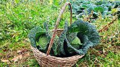 SPIGHE VERDI: APERTO IL BANDO PER I COMUNI DEDICATO AL PATRIMONIO RURALE ITALIANO