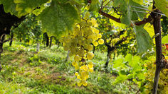 VINIVERI 2026, vini secondo natura, a Cerea (VR) dal 10 al 12 aprile