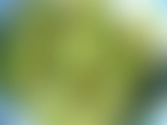 Le prime puntarelle...con le alici!