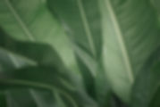 Banana Leaves_edited.jpg