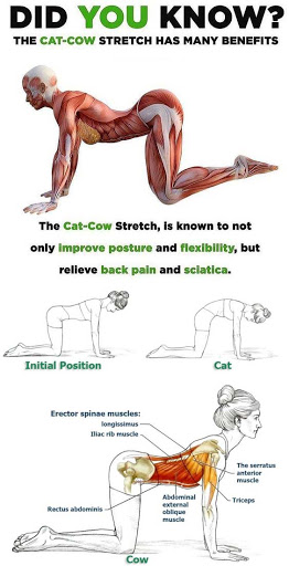 Cat-Cow Stretch Part 1