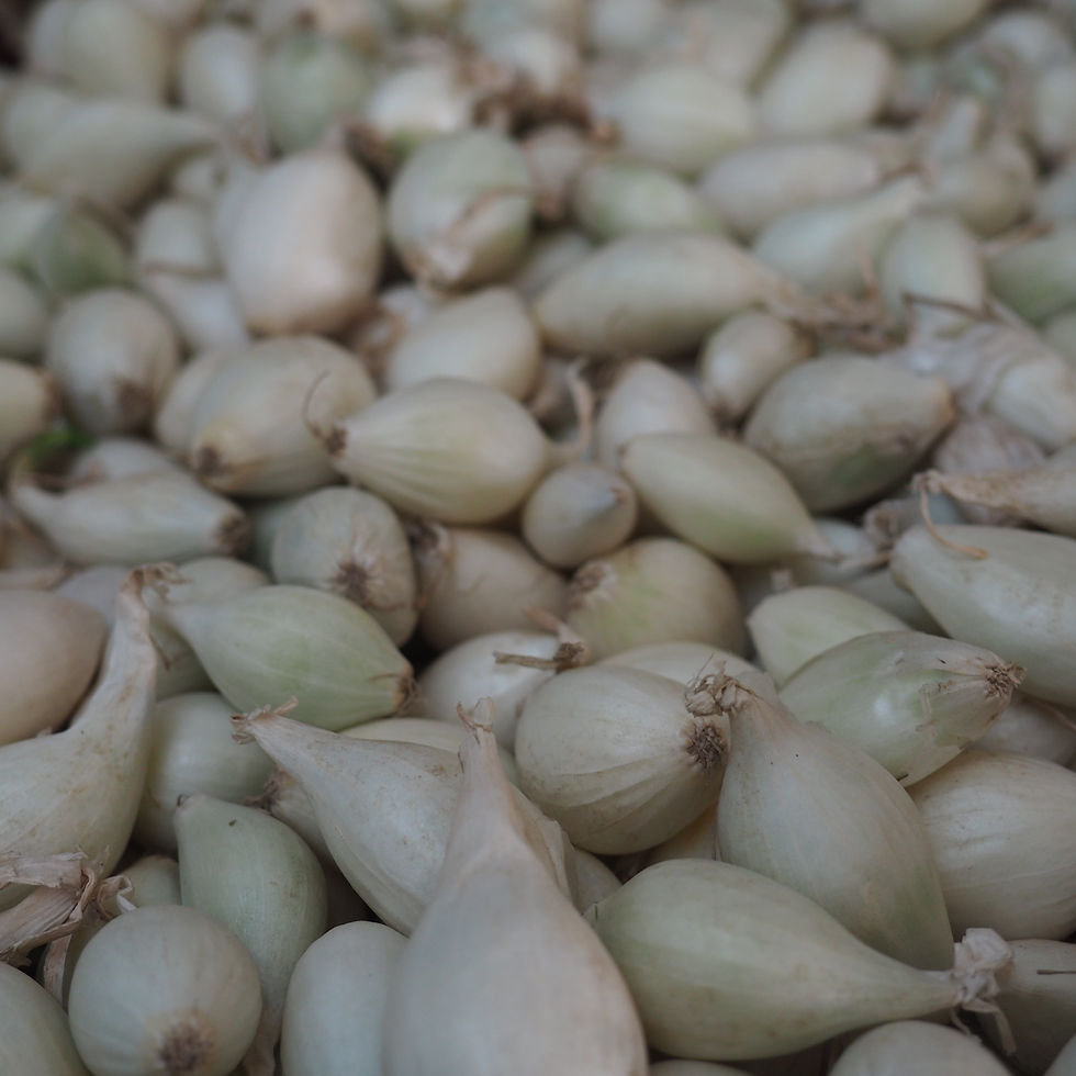 Thumbnail: Onion sets