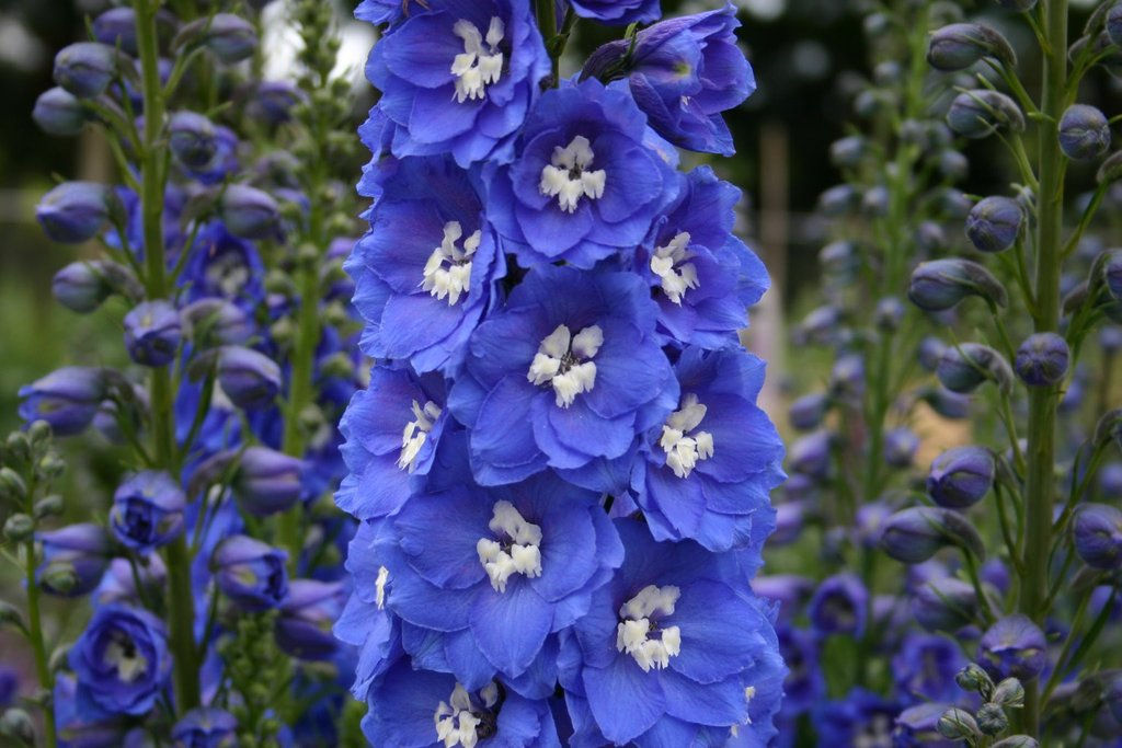 Delphinium 'Blue Bird'