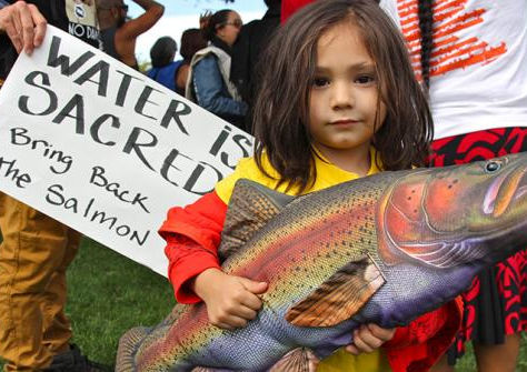 Exciting Updates on Salmon Habitat Restoration and Its Impact on BASC