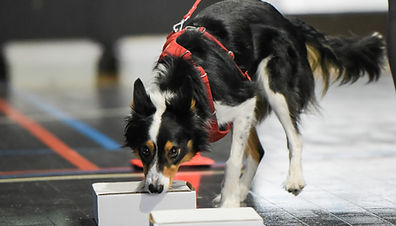 AKC_ScentTrails_4-8-23_Indoor_31-(ZF-4687-48589-1-003)_edited.jpg