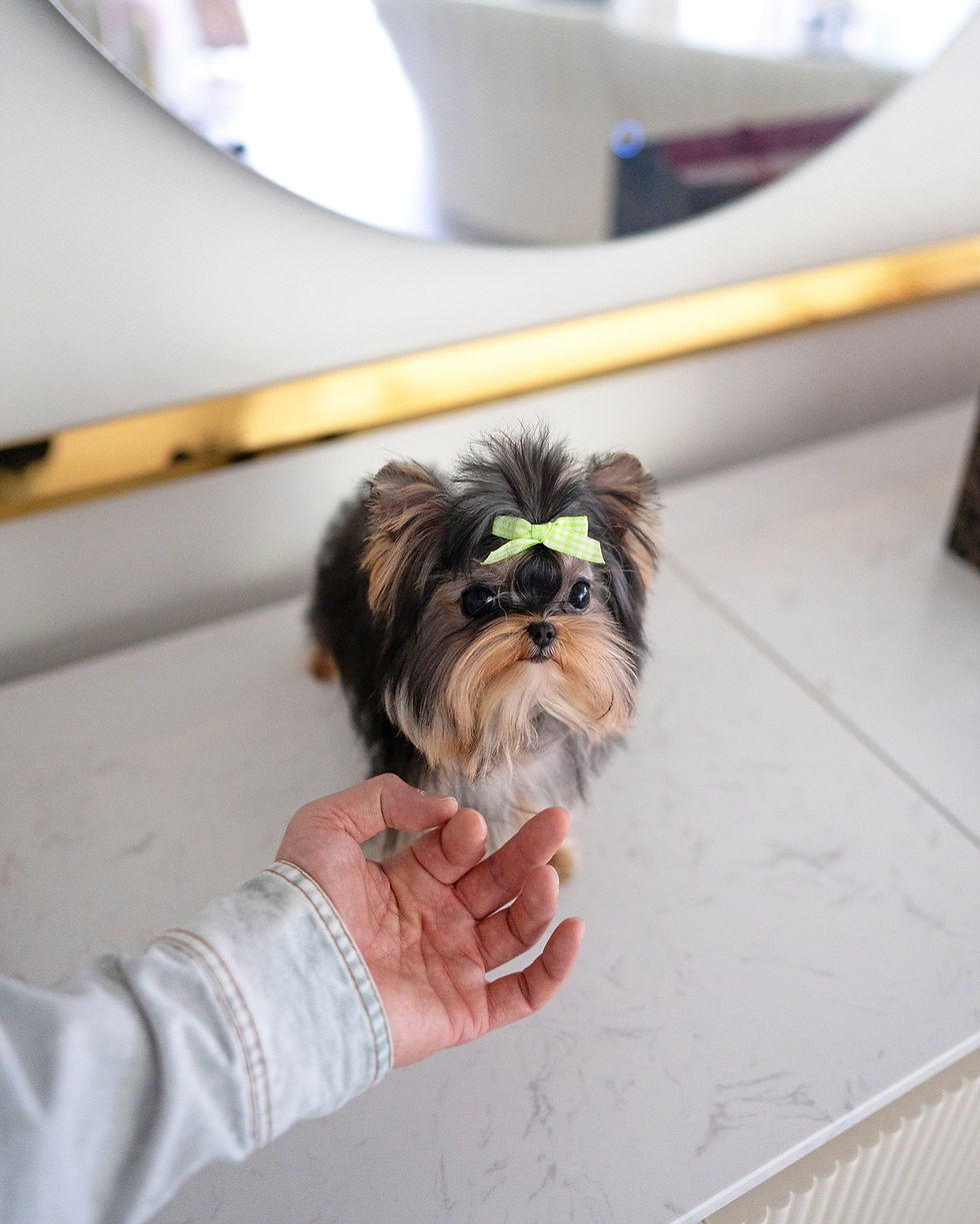 Thumbnail: LOUIE (YORKSHIRE)