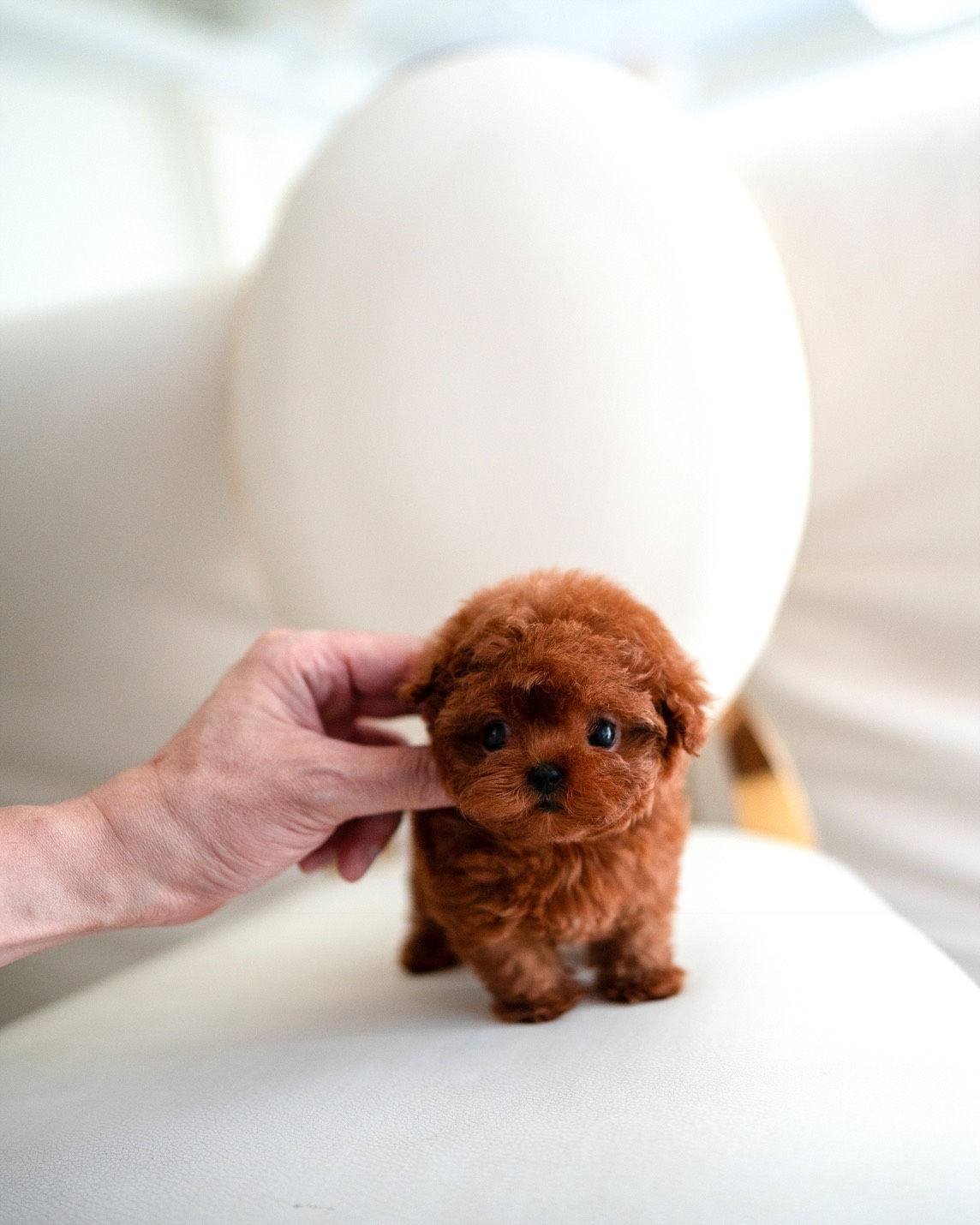 CINNAMON (POODLE)