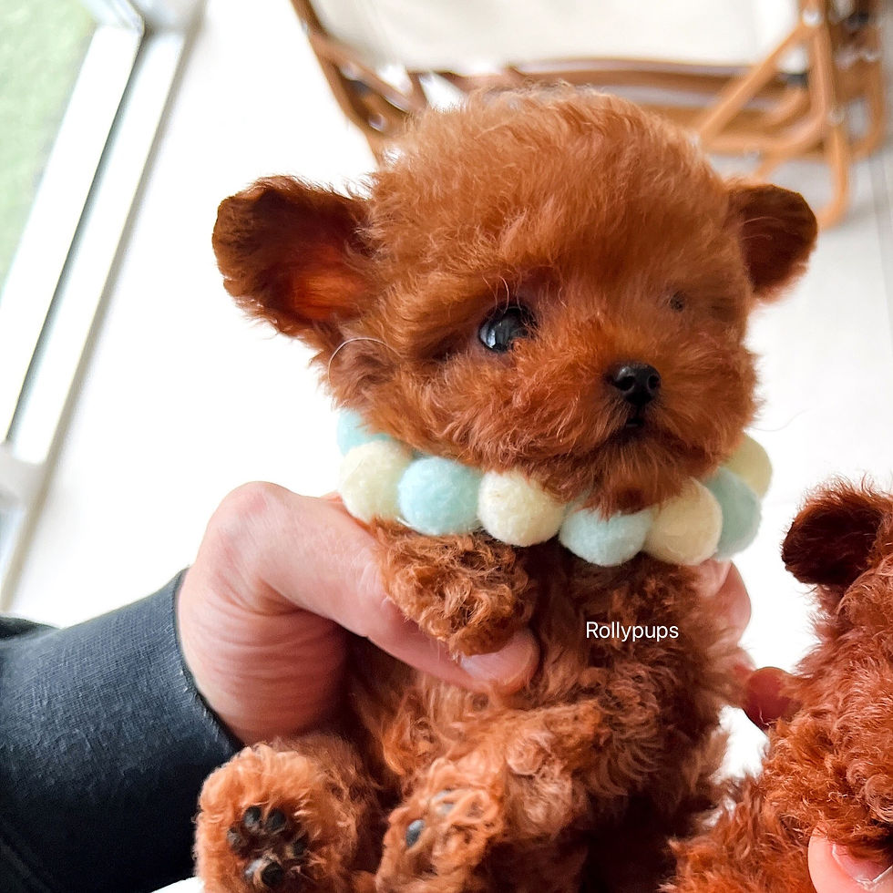 Thumbnail: ONYX & MURPHY (POODLE)