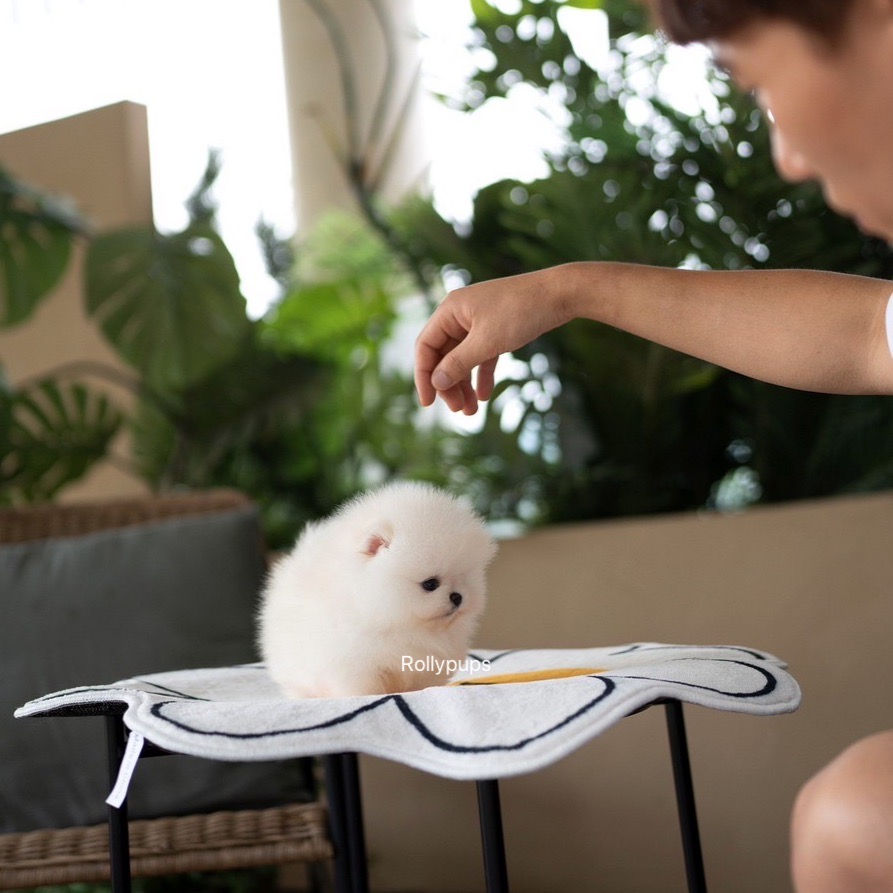 Thumbnail: KODA (POMERANIAN)