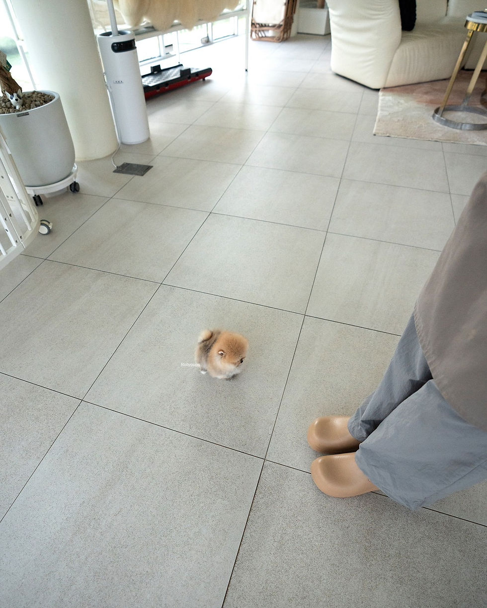 Thumbnail: POMY (POMERANIAN)