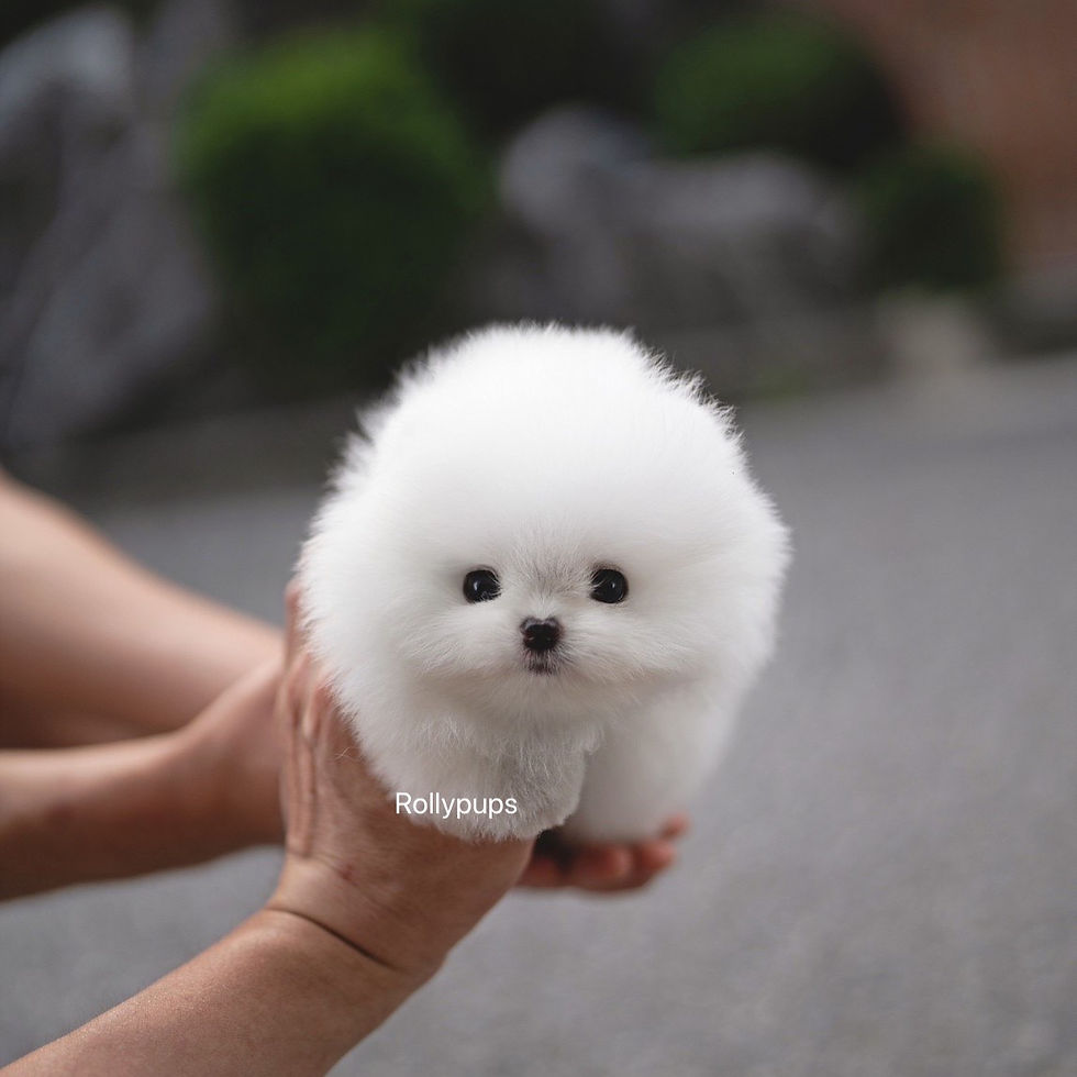 (POMERANIAN)