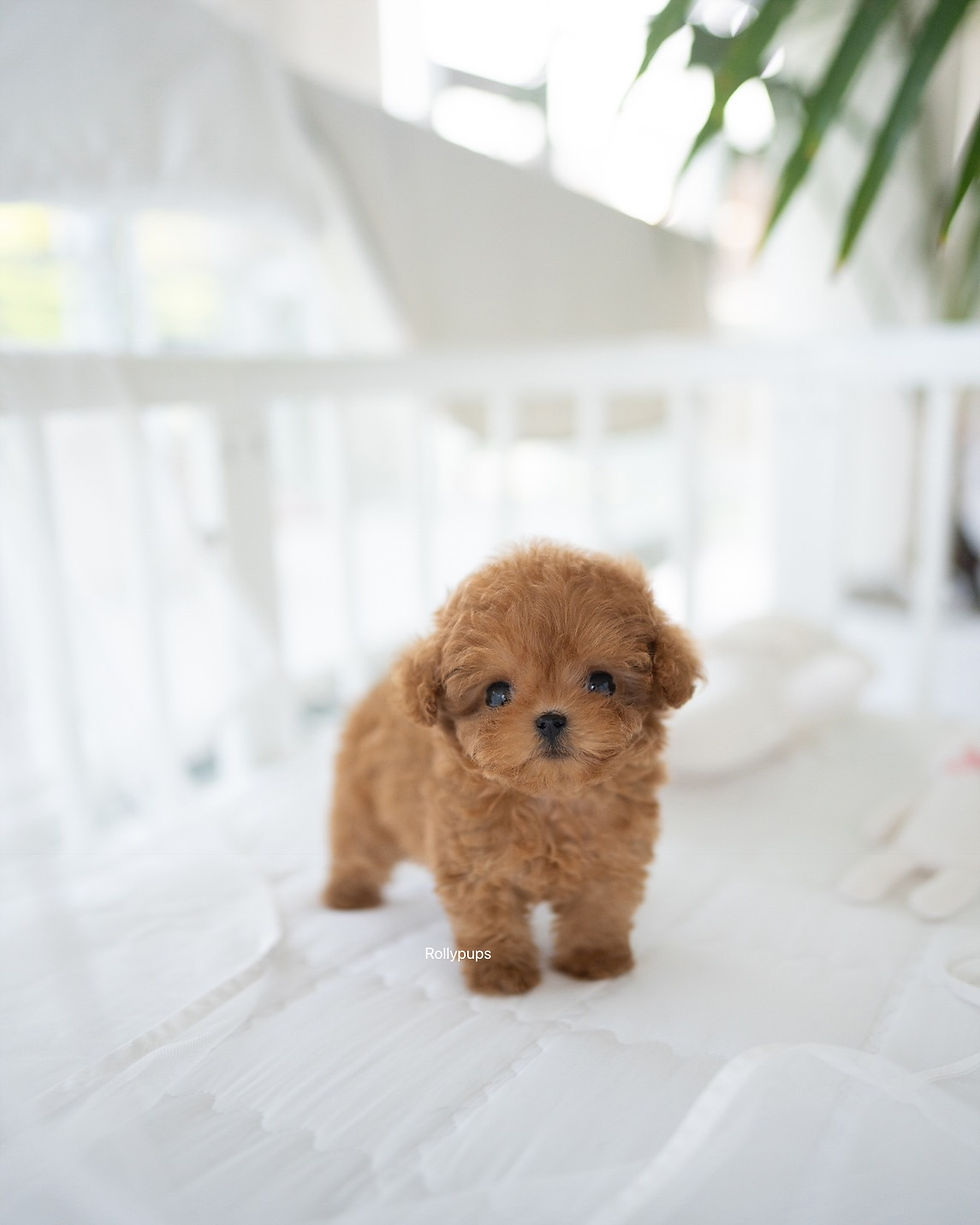 Thumbnail: HENRI (POODLE)