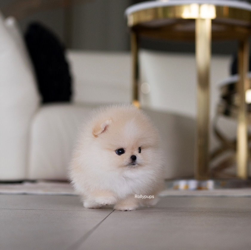 KYLE (POMERANIAN)