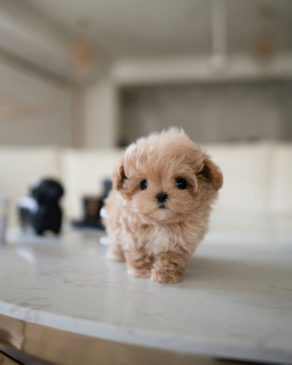 Thumbnail: AUSTIN (MALTIPOO)
