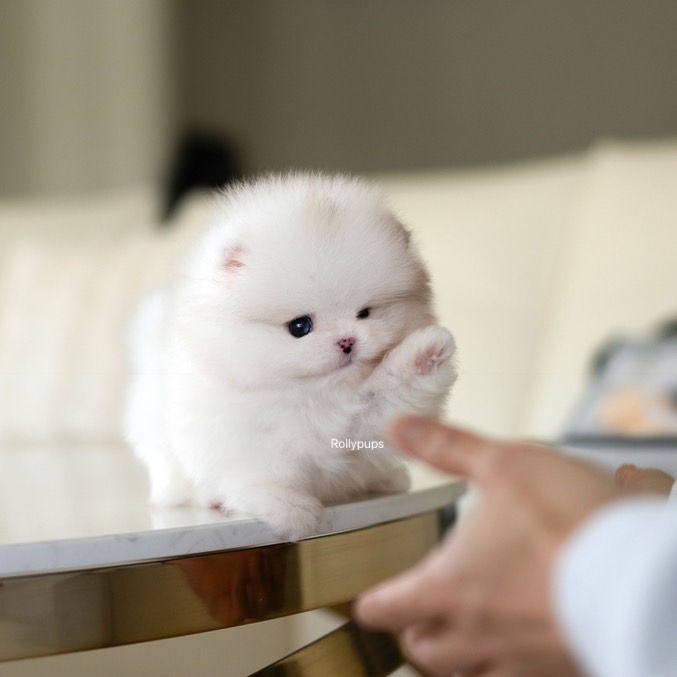 Thumbnail: COSMO (POMERANIAN)