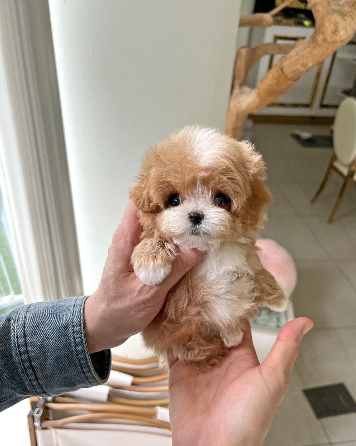 AUSTIN (MALTIPOO)