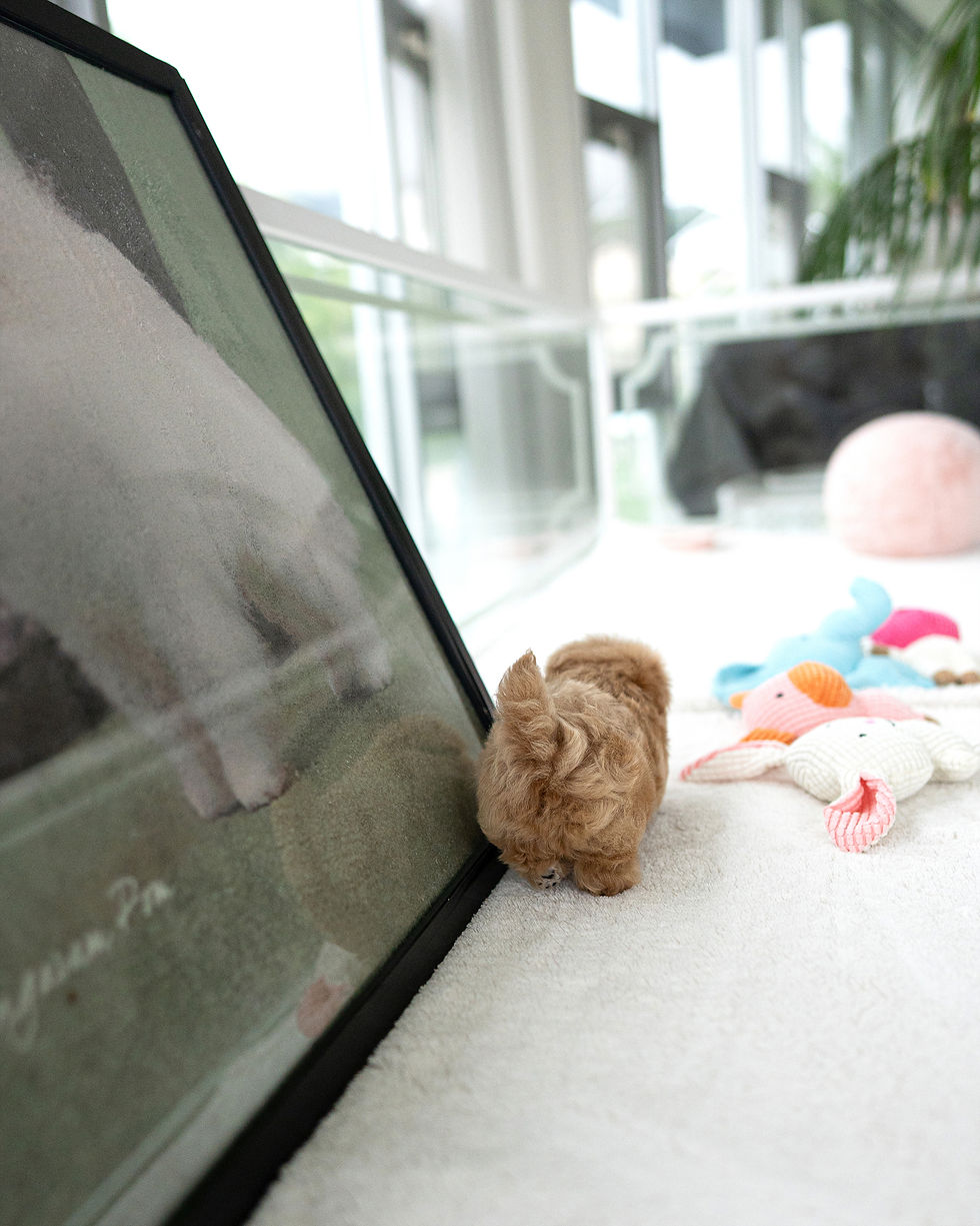 Thumbnail: MYLES (MALTIPOO)