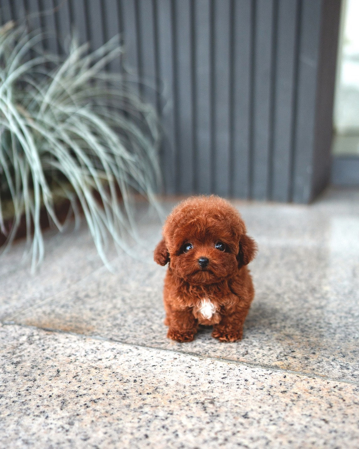 SIENNA(POODLE)