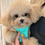 Thumbnail: Alli(Poodle)