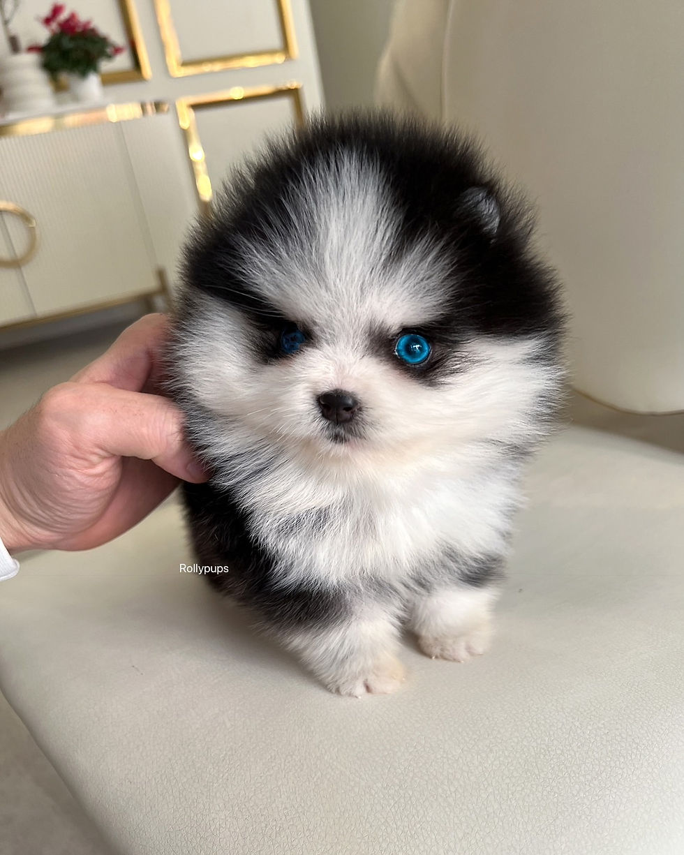 KODA (POMSKY)