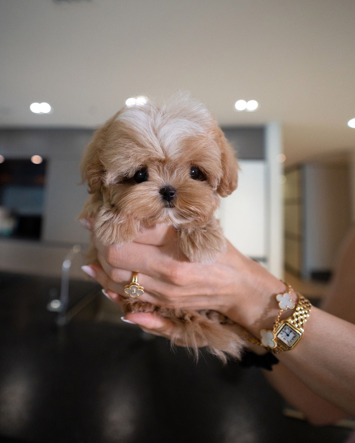 MYLES (MALTIPOO)