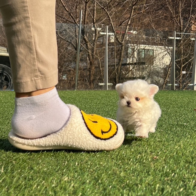 Thumbnail: GELTA (MALTIPOO)