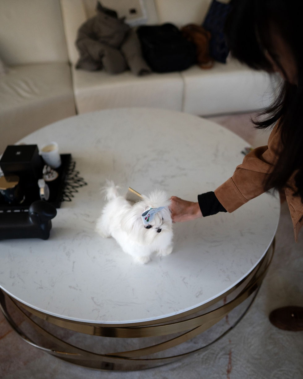 Thumbnail: GRACE (MALTESE)