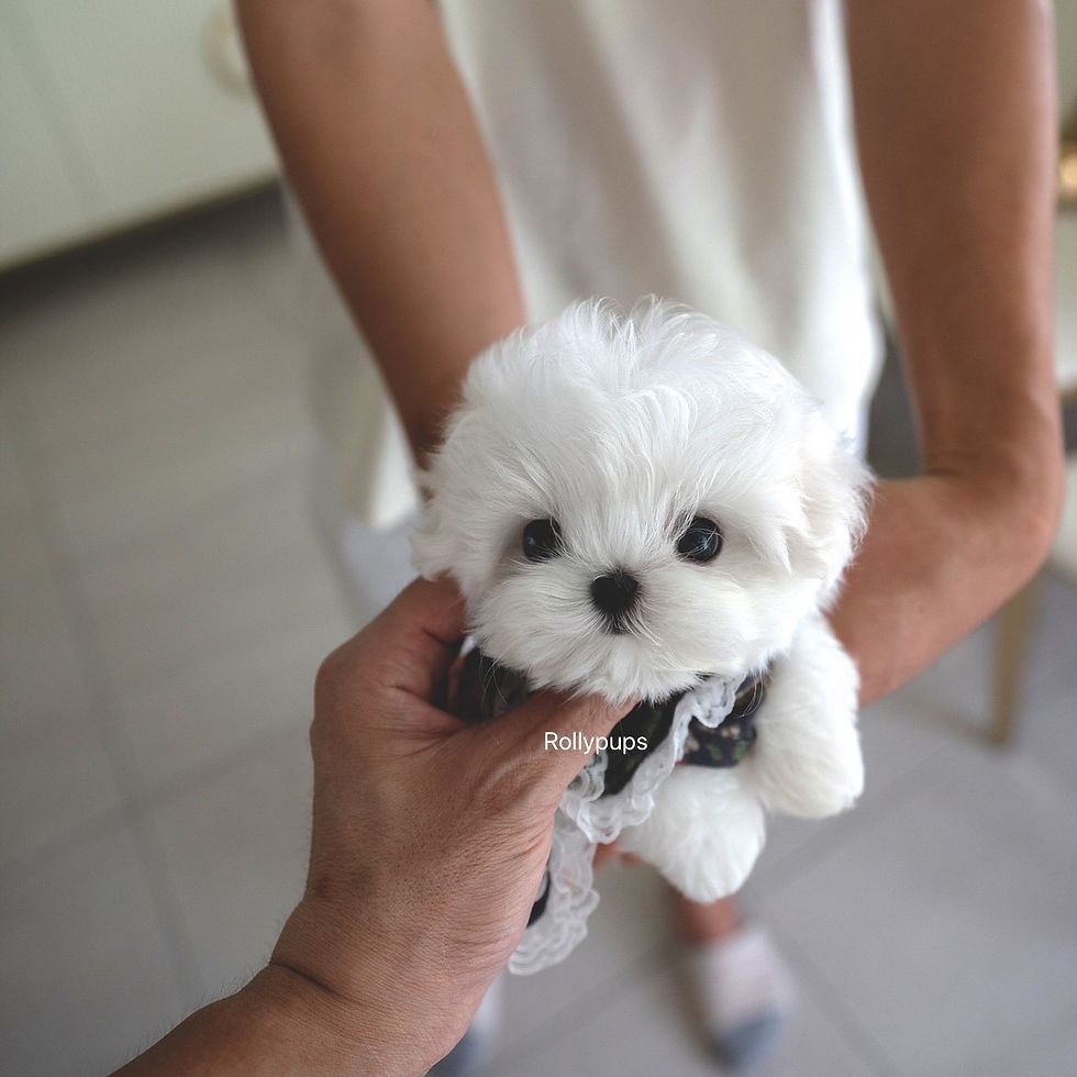 ELIAS (MALTESE)