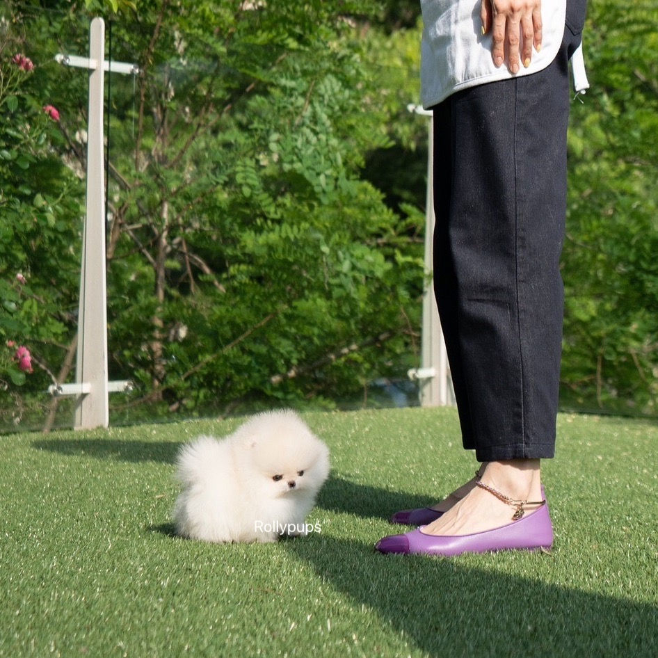 Thumbnail: EBLIN (POMERANIAN)