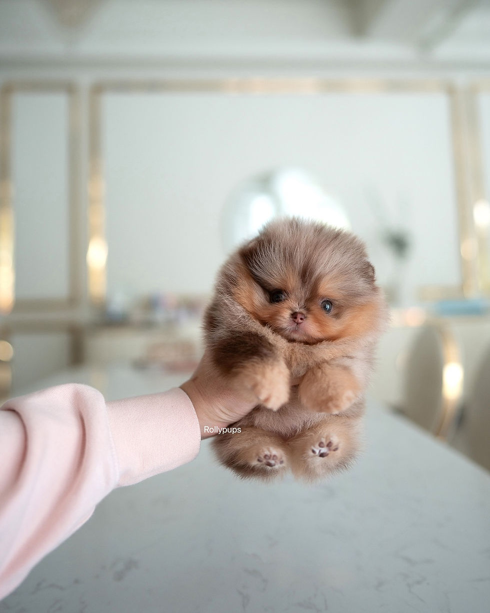 Thumbnail: GISELE (POMERANIAN)