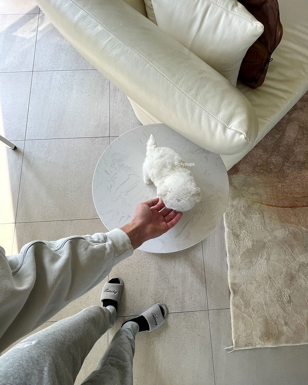 Thumbnail: TOBY (BICHON)