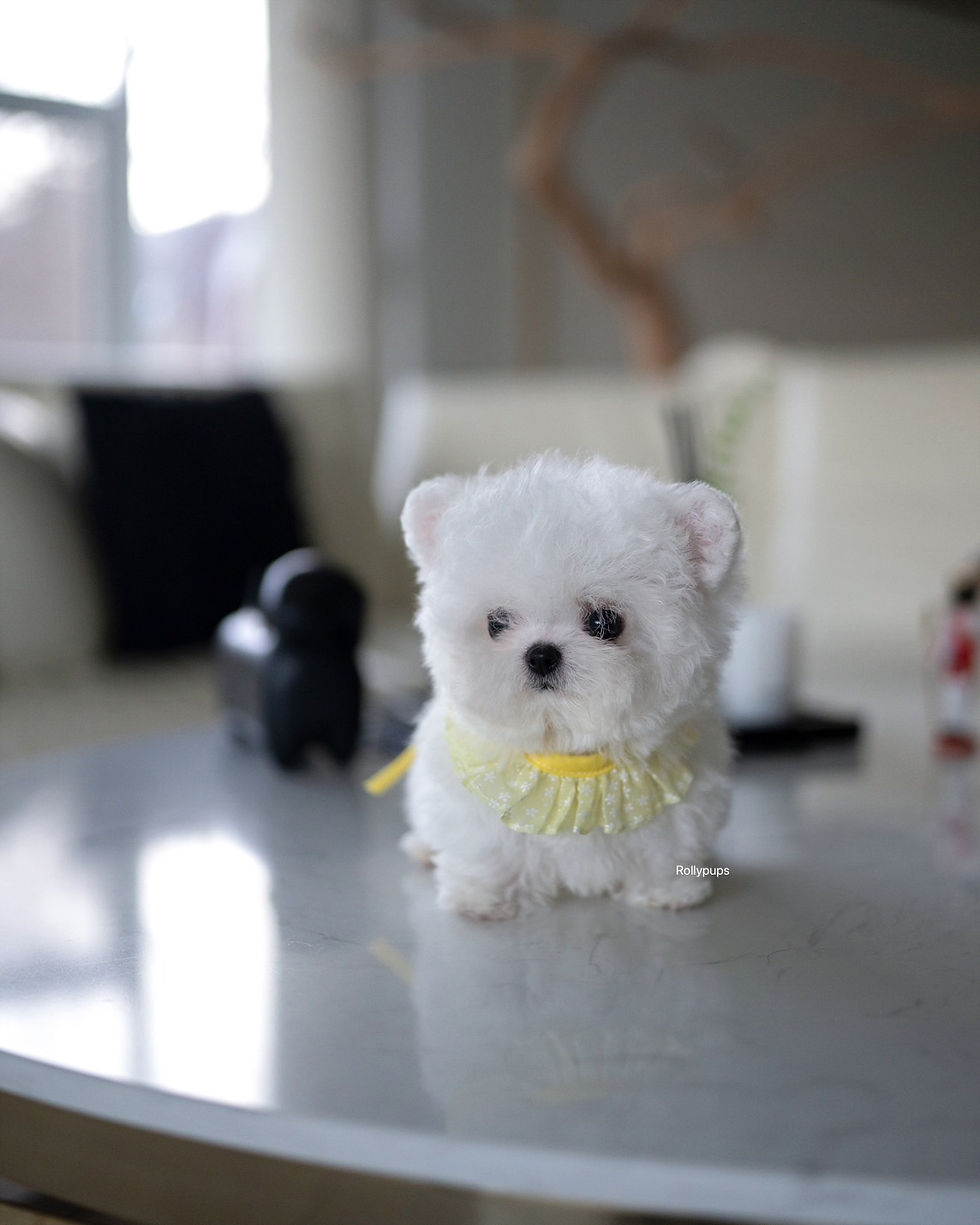 Thumbnail: DUSTIN (BICHON)