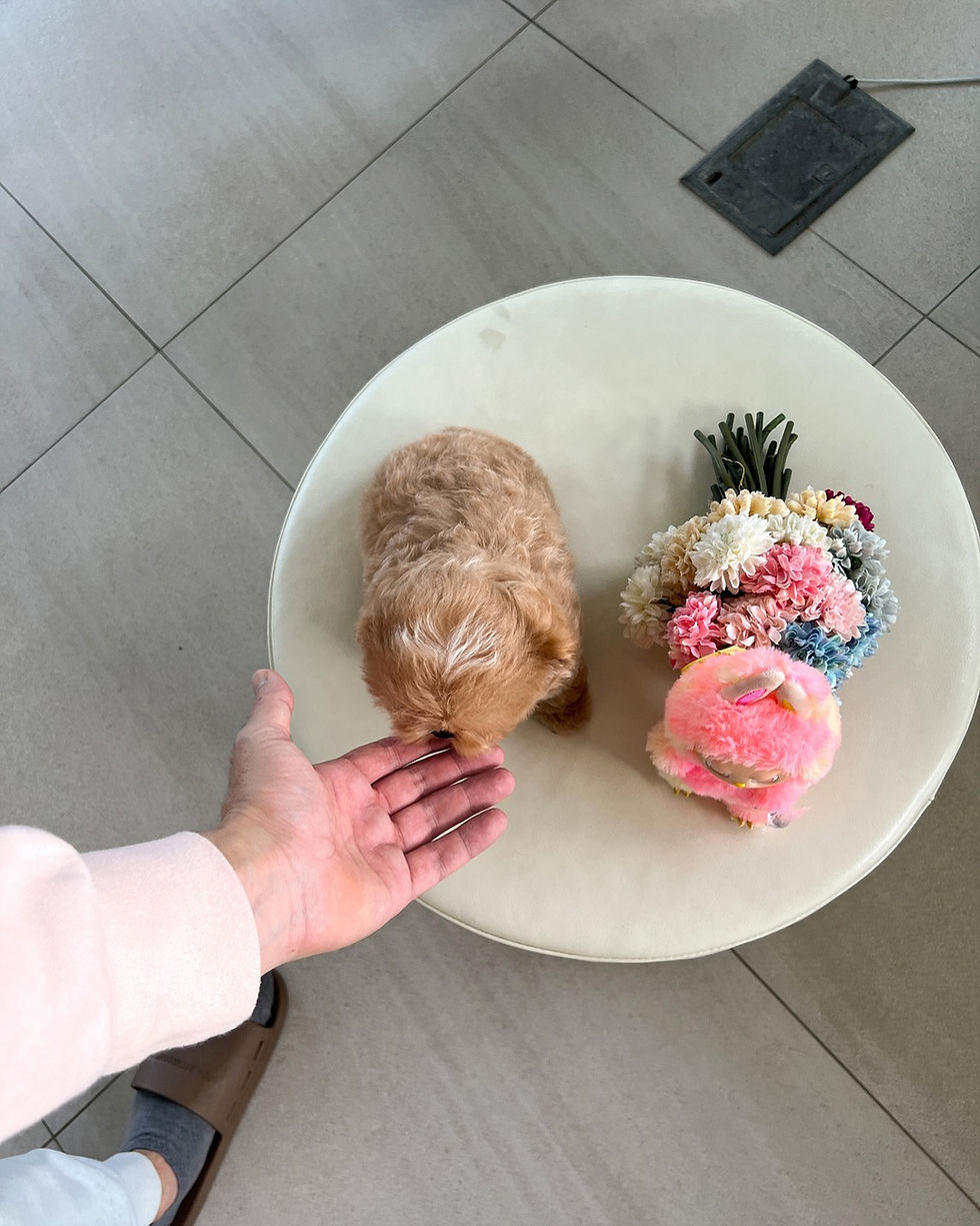 Thumbnail: COCO  (MALTIPOO)