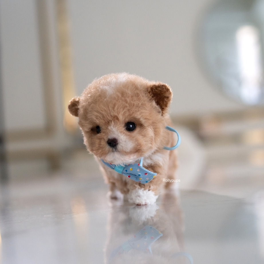 Thumbnail: THEO  (CAVAPOO)