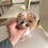 Thumbnail: MARCO (MALTIPOO)