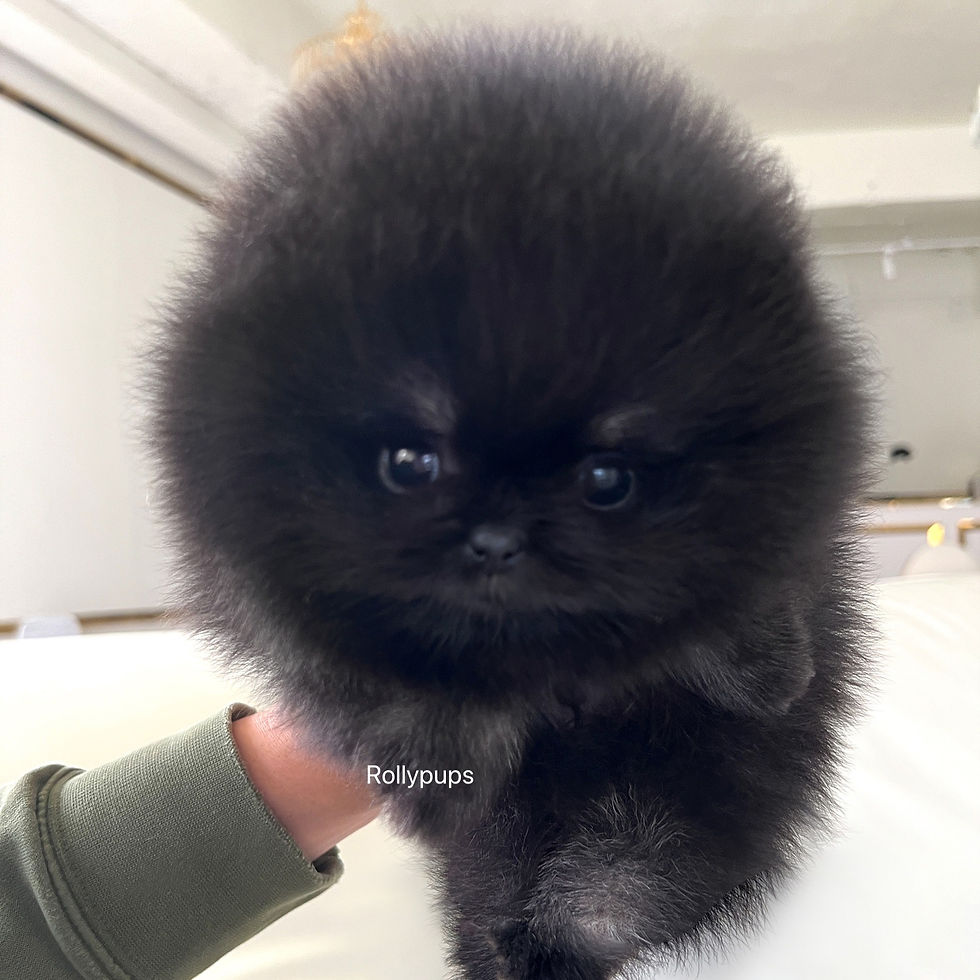 Thumbnail: ASHER (POMERANIAN)