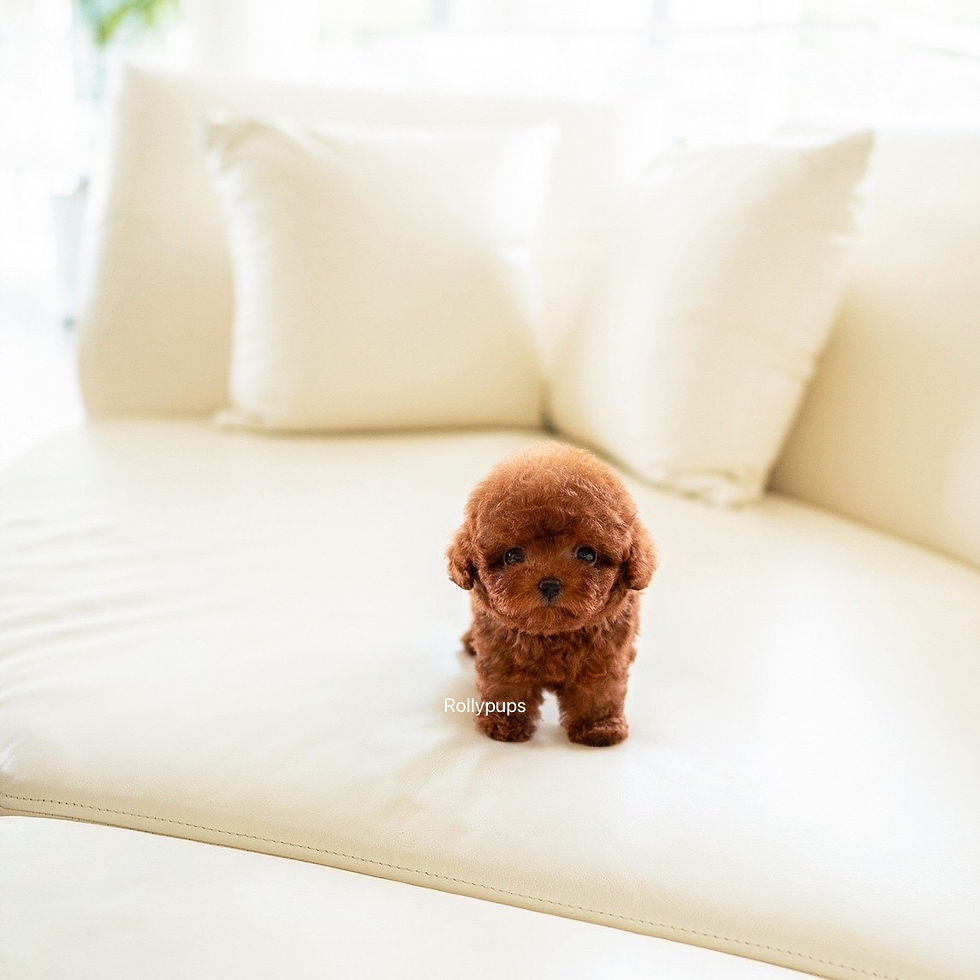 Thumbnail: POODLE