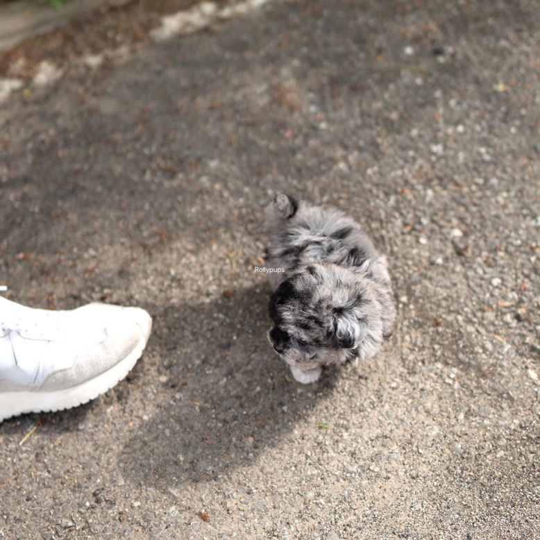 Thumbnail: BENTLEY (POODLE)