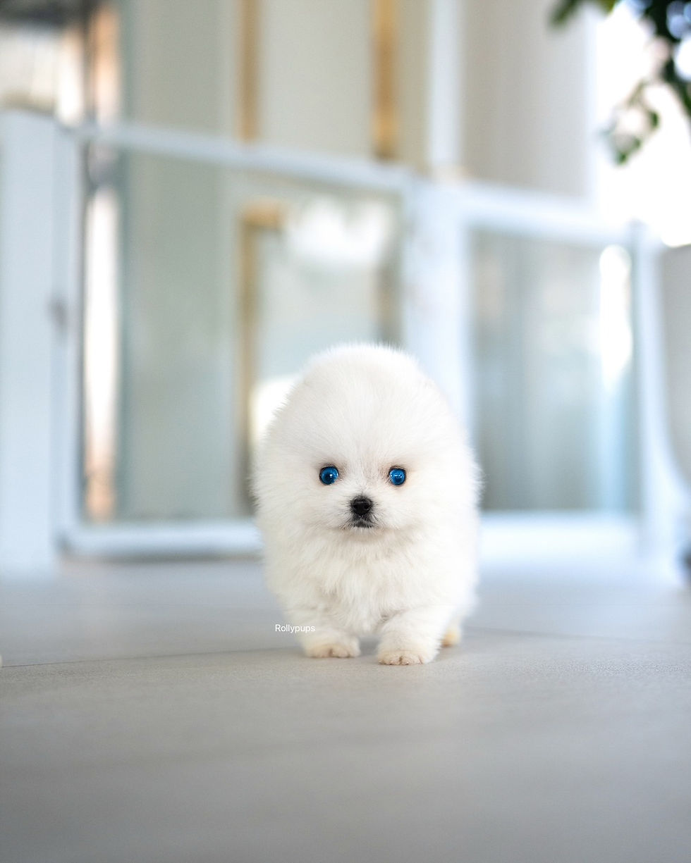 Thumbnail: REX  (POMSKY)