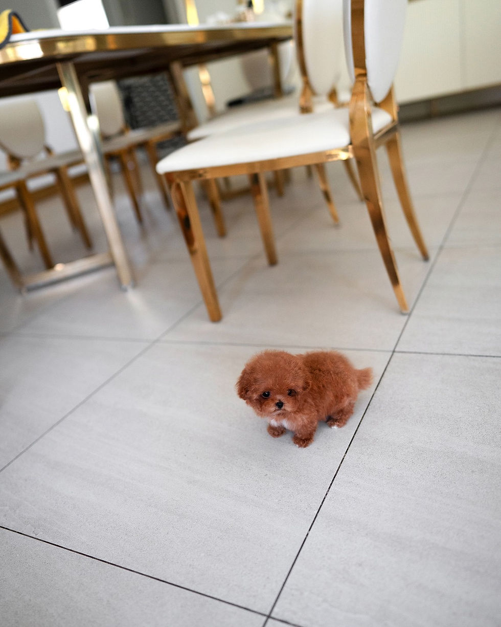 Thumbnail: AGATHA (POODLE)