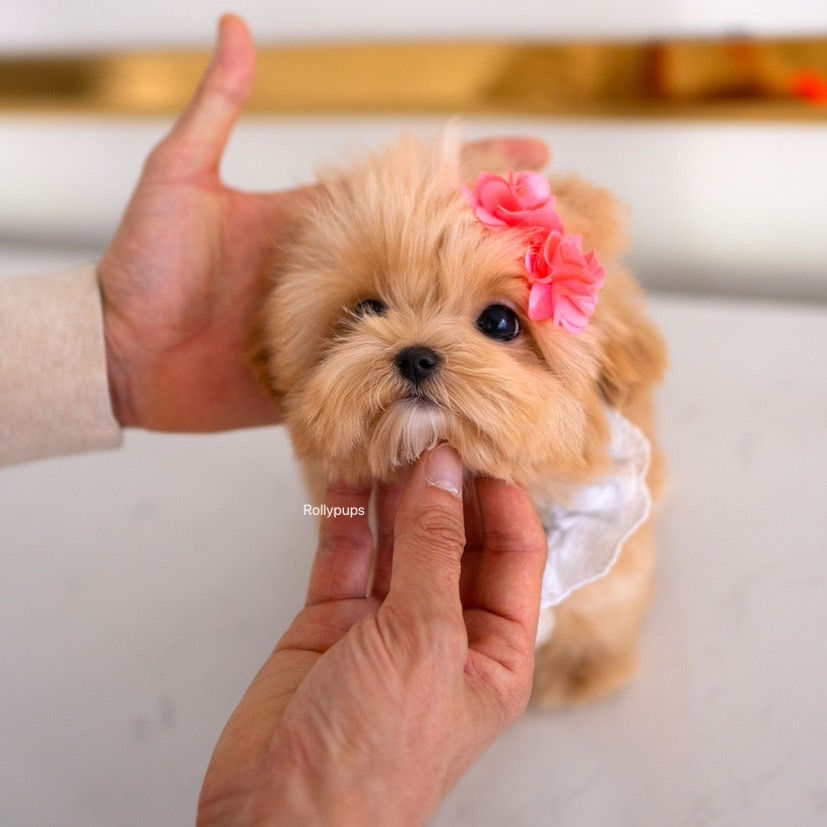 Thumbnail: TEDDY (MALTIPOO)
