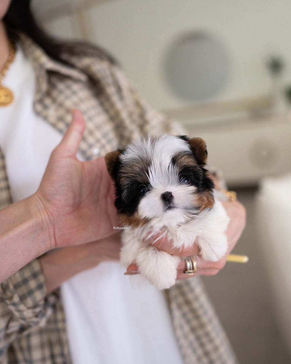 Thumbnail: BAXTER (Biewer Terrier)