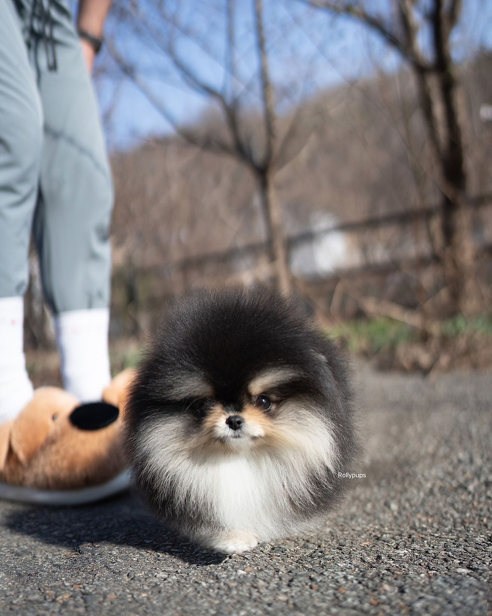 Thumbnail: ONYX (POMERANIAN)