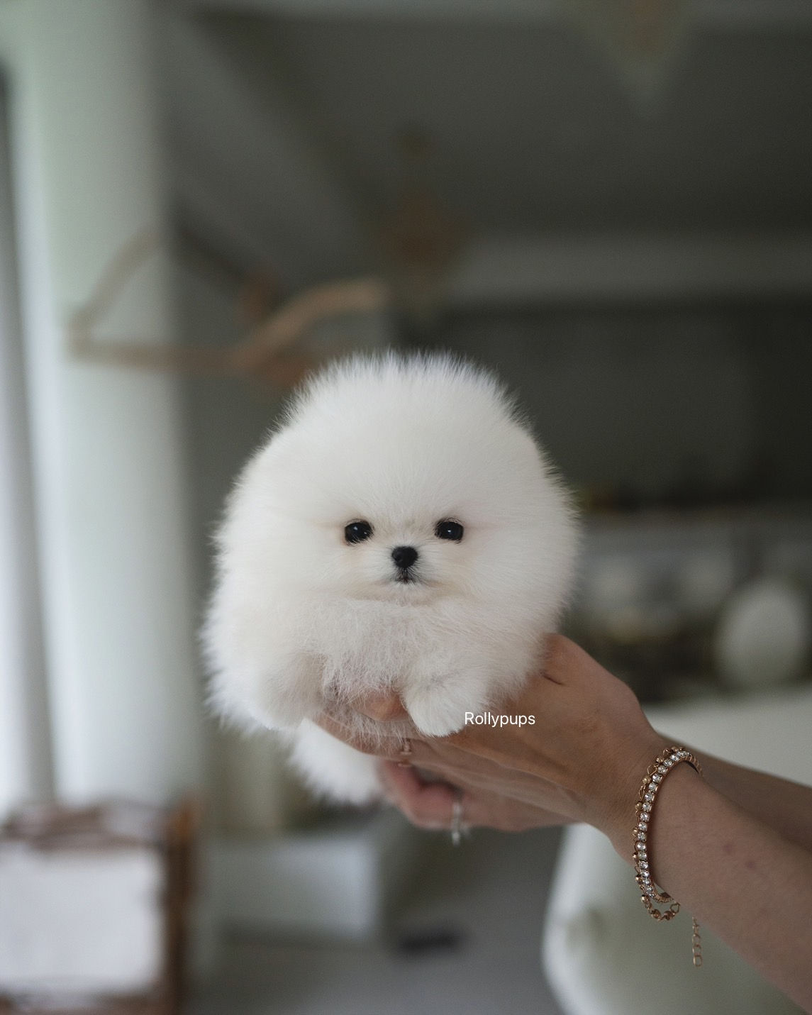 MOCHI (POMERANIAN)